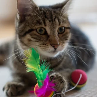 gato con juguete